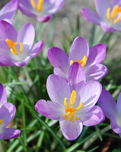 whitewell purple.jpg